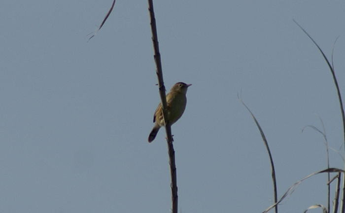 aiuto per classificare passeriforme